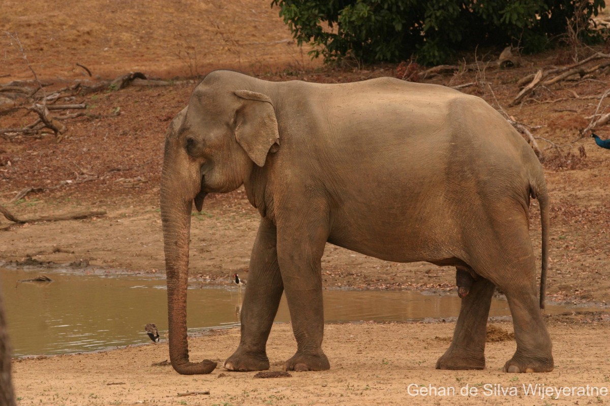 Elephas maximus Linnaeus, 1758